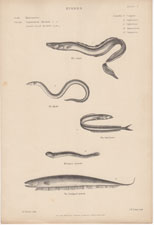 conger, etc.